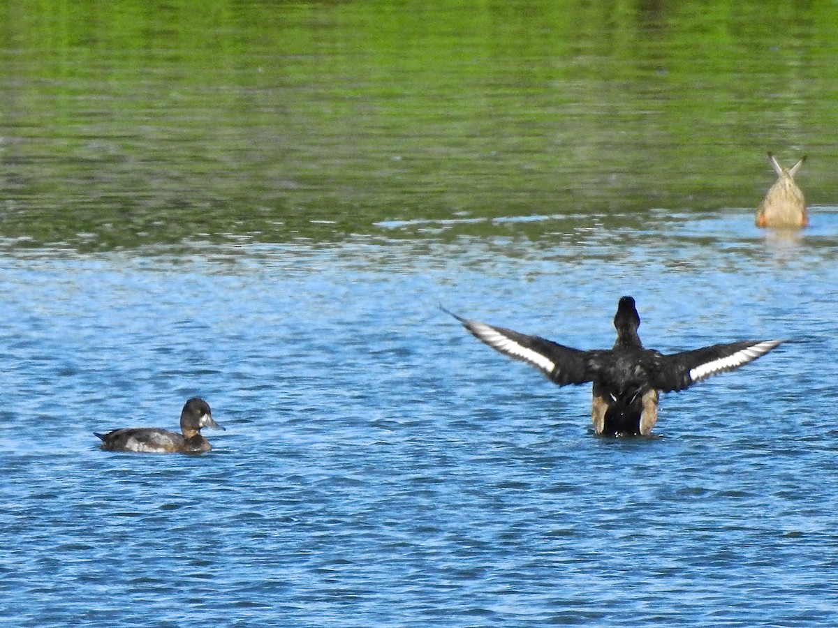 Lesser Scaup - ML277940541