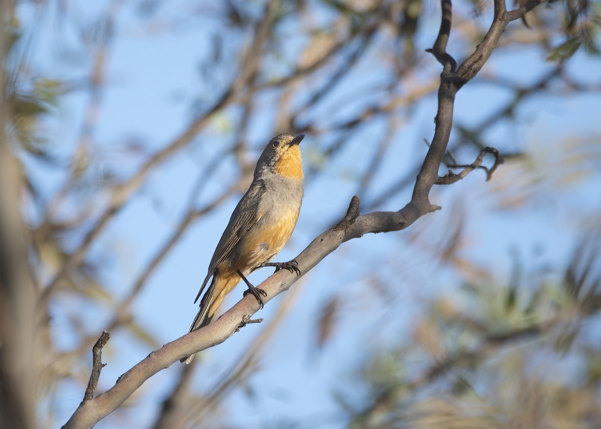 Red-lored Whistler - ML277941671