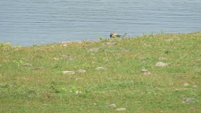 Great Thick-knee - ML277942871