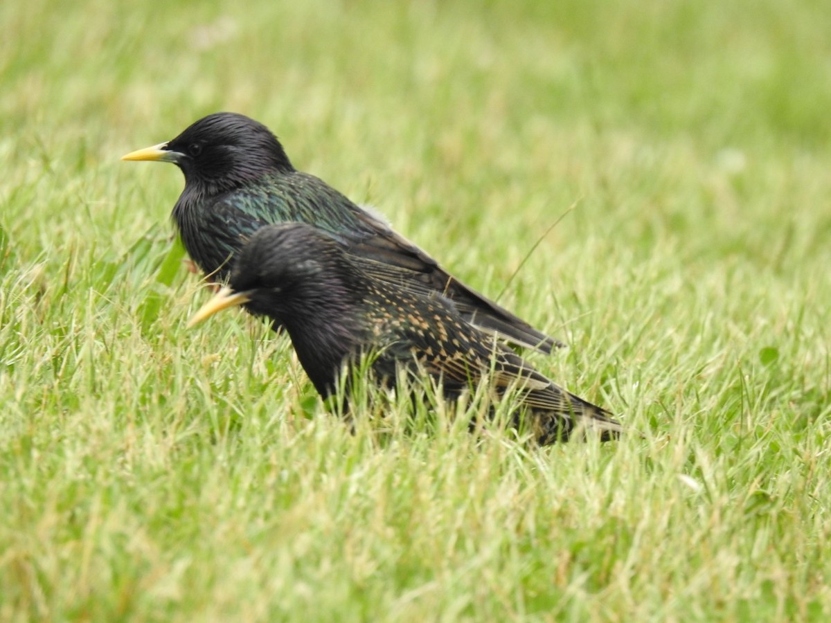 European Starling - ML277947541