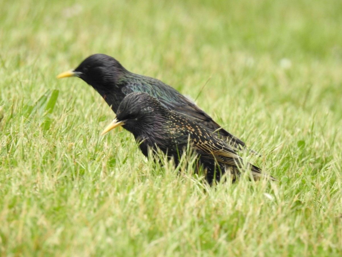 European Starling - ML277947561