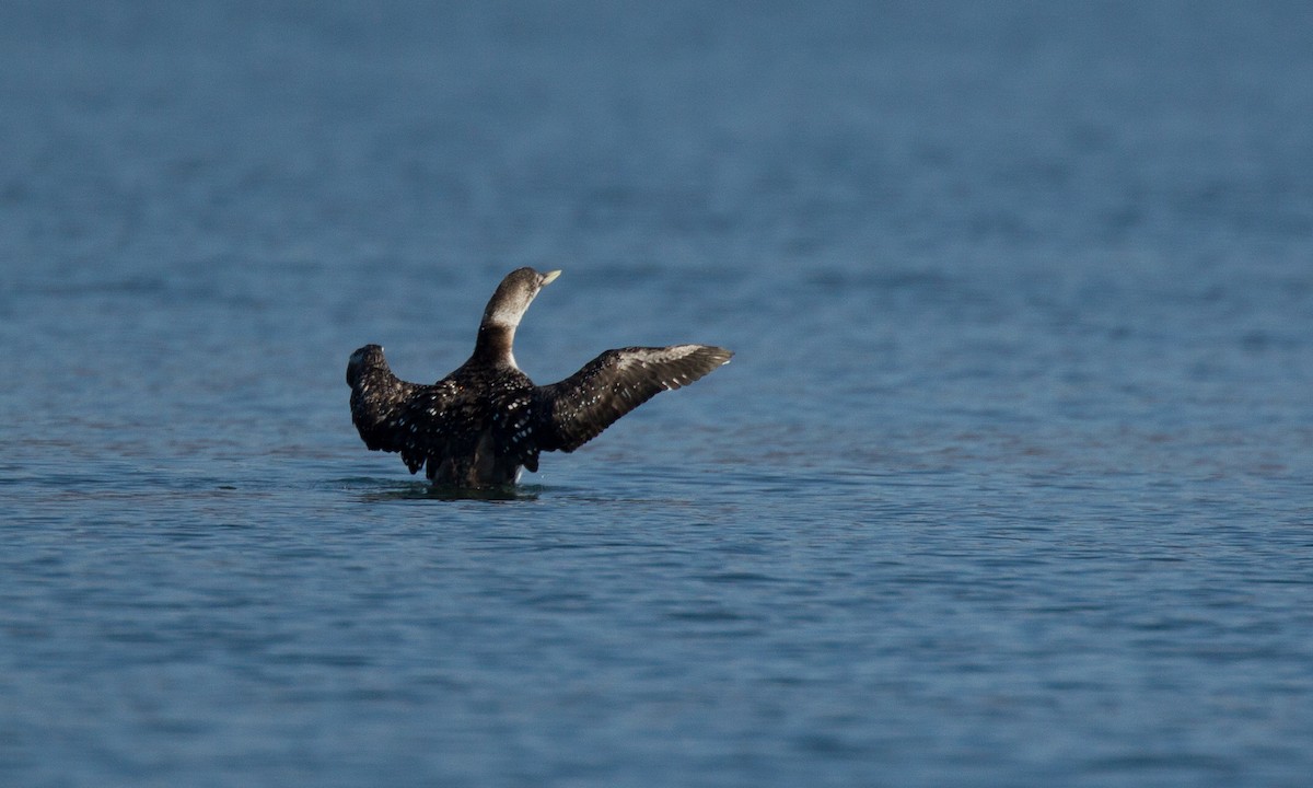 Yellow-billed Loon - ML27794841