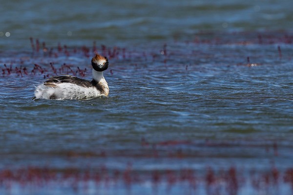 Hooded Grebe - ML277949181