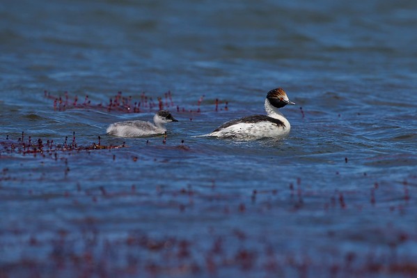 Hooded Grebe - ML277949201