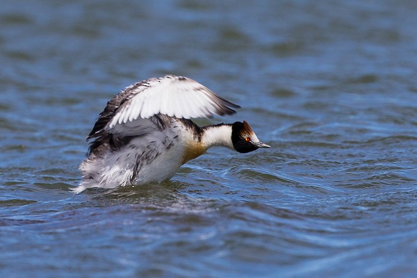 Hooded Grebe - ML277949231