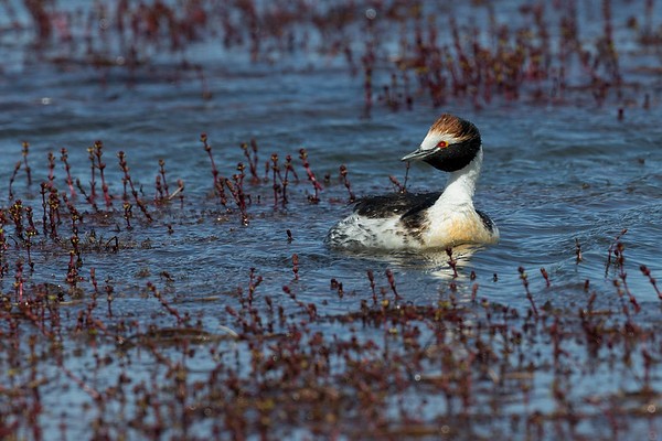 Hooded Grebe - ML277949321