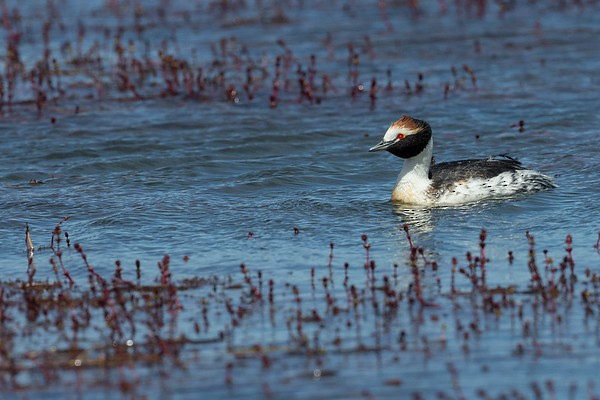 Hooded Grebe - ML277949341