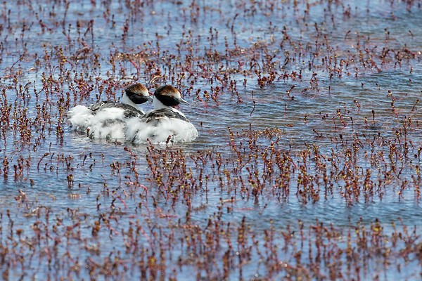 Hooded Grebe - ML277949351