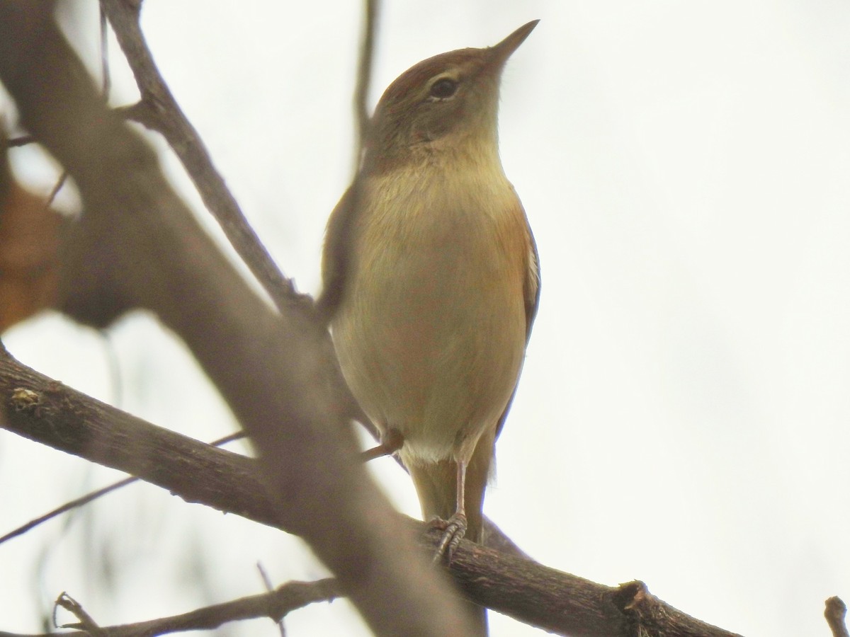 Sykes's Warbler - ML277949401