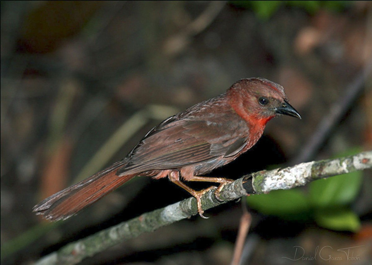 Red-throated Ant-Tanager - Daniel  Garza Tobón