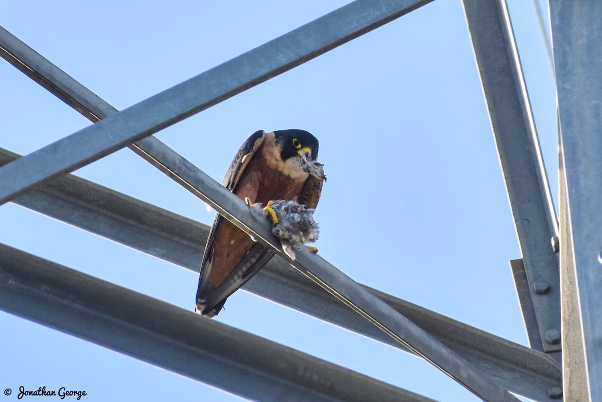 Peregrine Falcon (Shaheen) - ML277951221