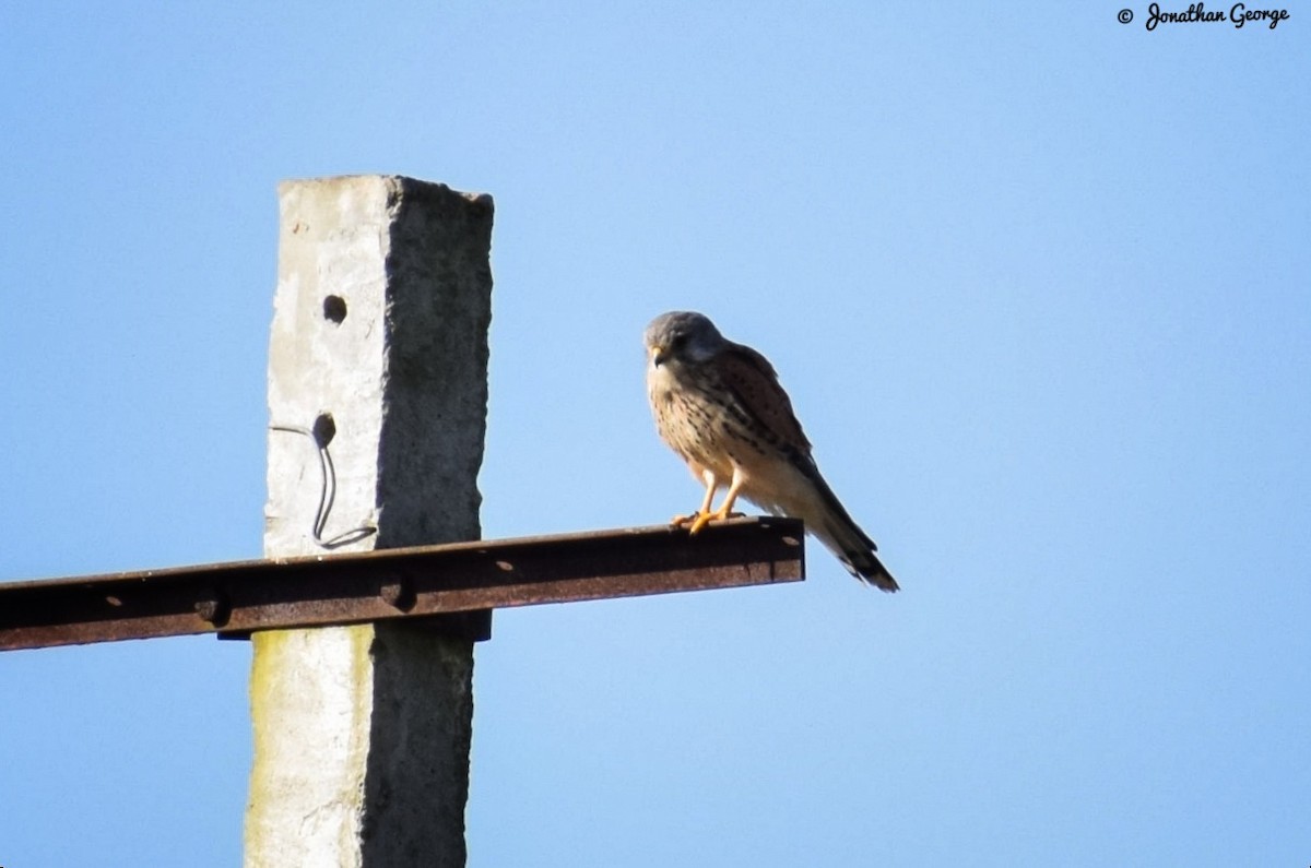 Eurasian Kestrel - ML277951231