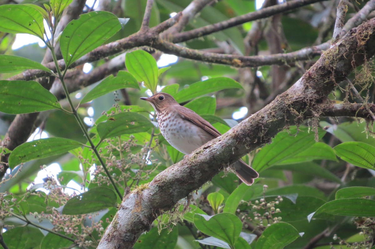 Swainson's Thrush - ML277955031