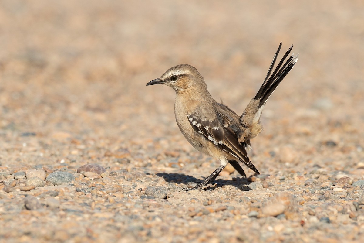 Patagonian Mockingbird - ML277955741