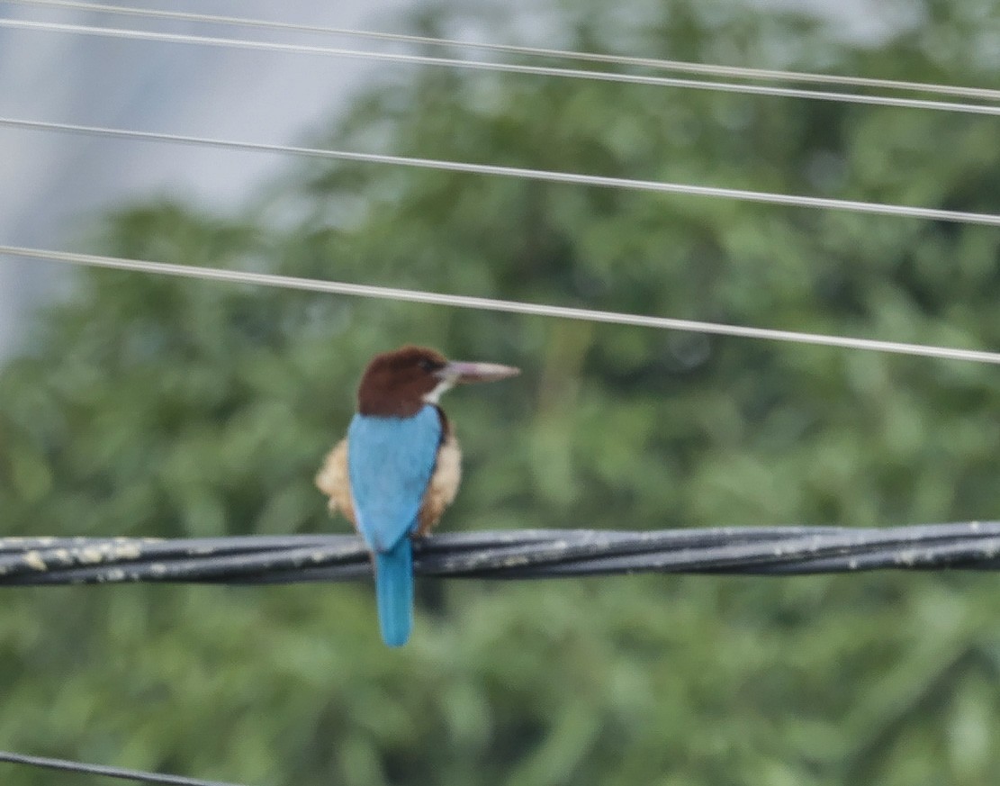 White-throated Kingfisher - ML277955921