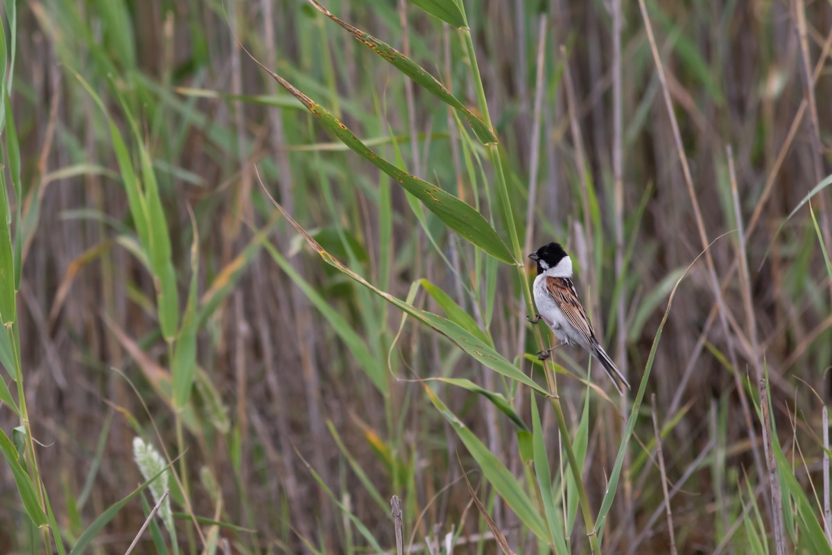 Reed Bunting - Max Baumgarten