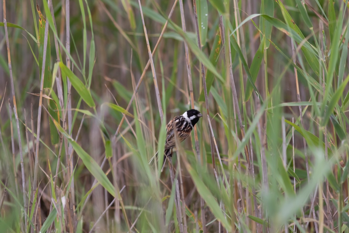 Reed Bunting - ML277955941