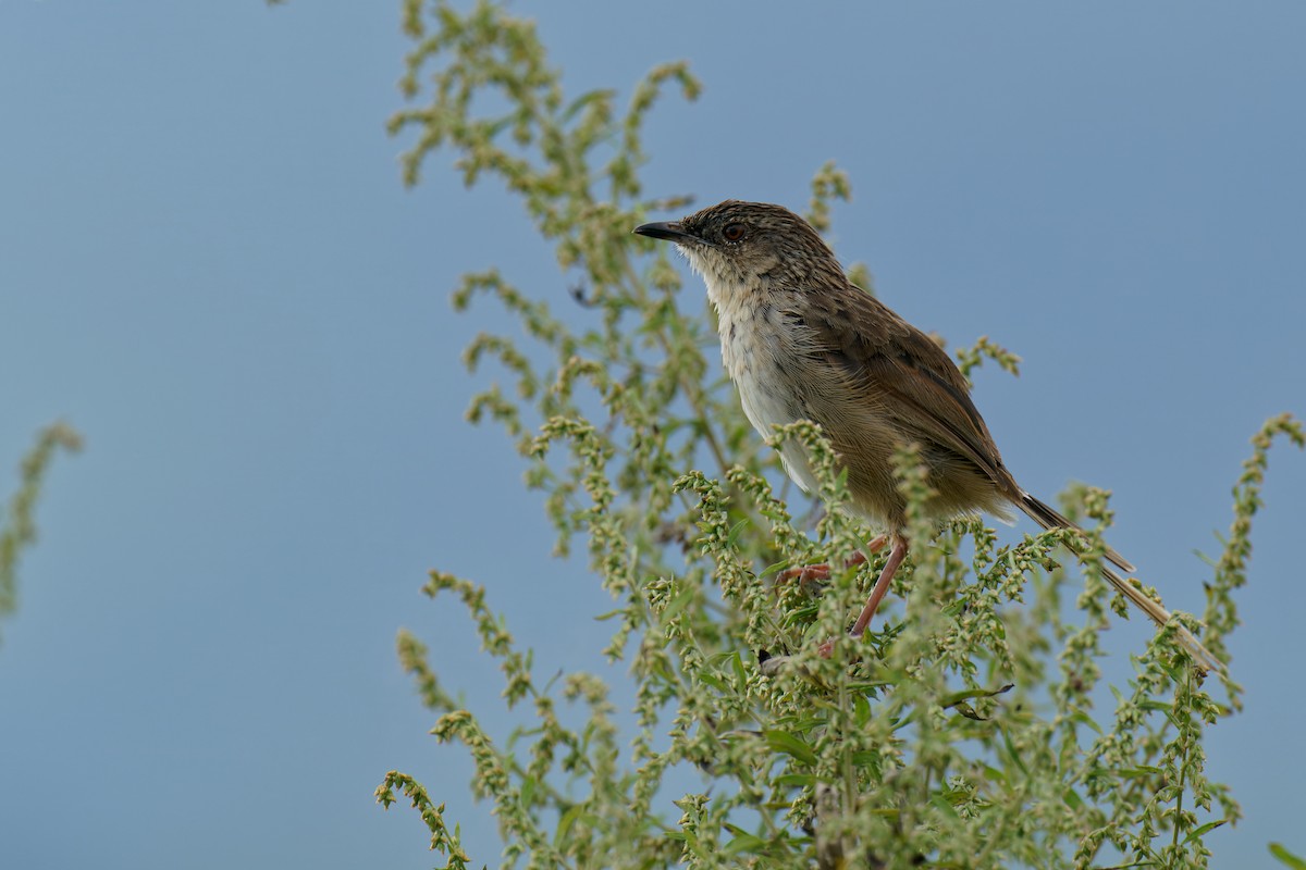 Himalayan Prinia - ML277956861