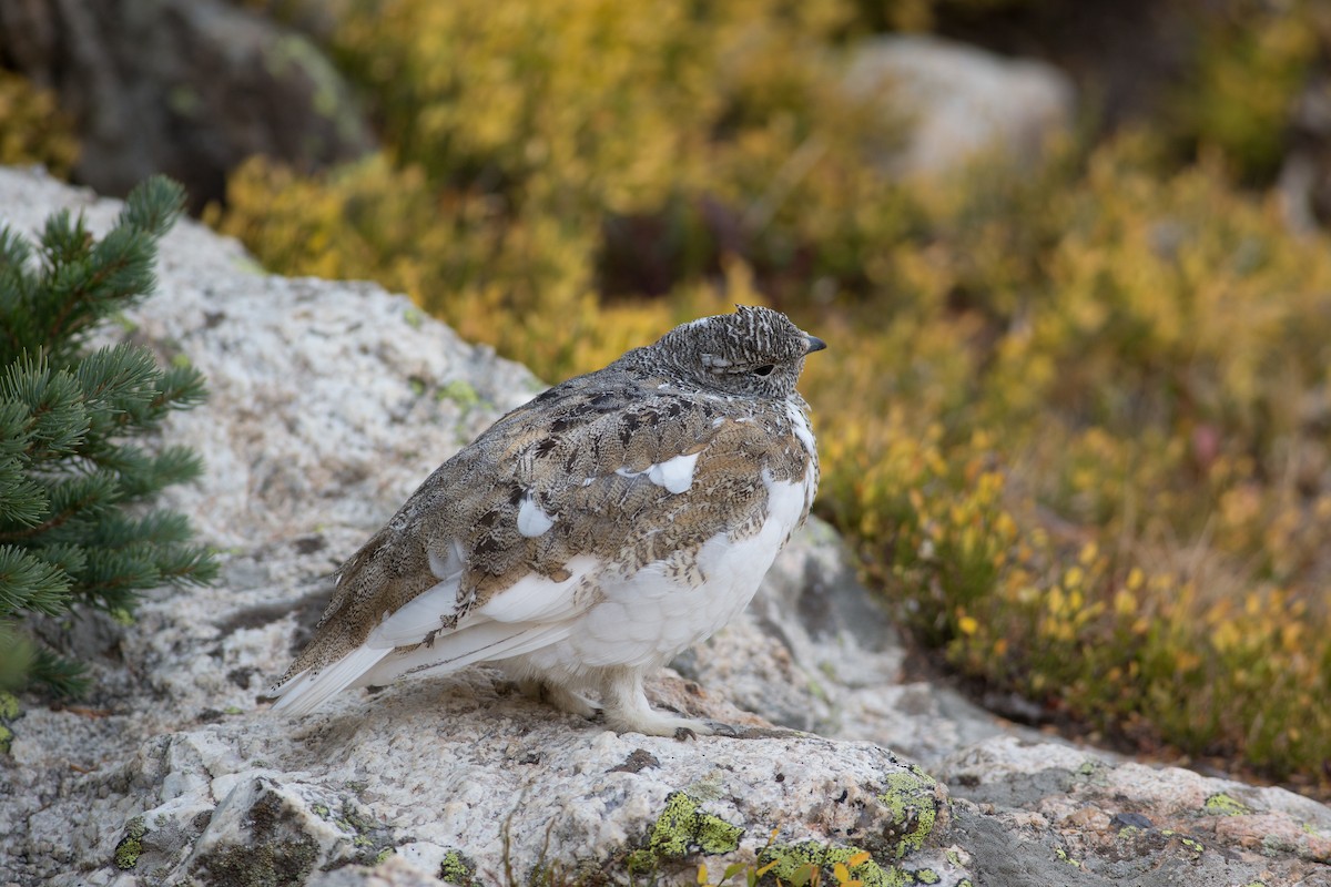 White-tailed Ptarmigan - ML27795801