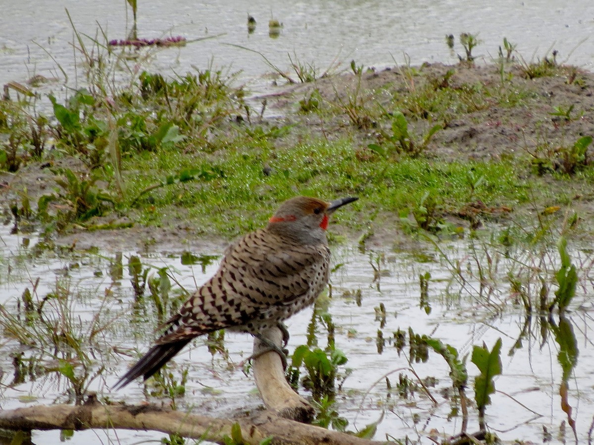 Northern Flicker (Yellow-shafted x Red-shafted) - ML27795811