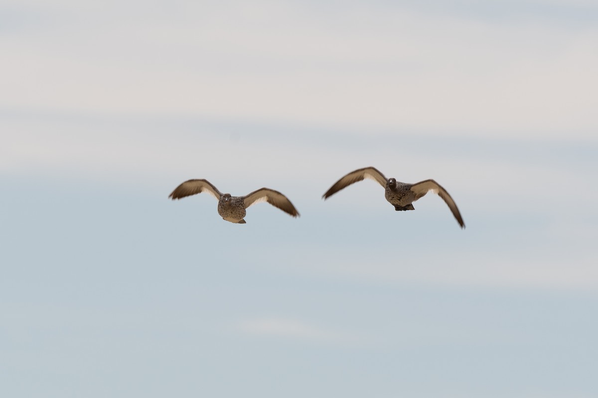 Maned Duck - Nige Hartley