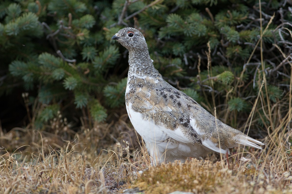 White-tailed Ptarmigan - Chris Wood