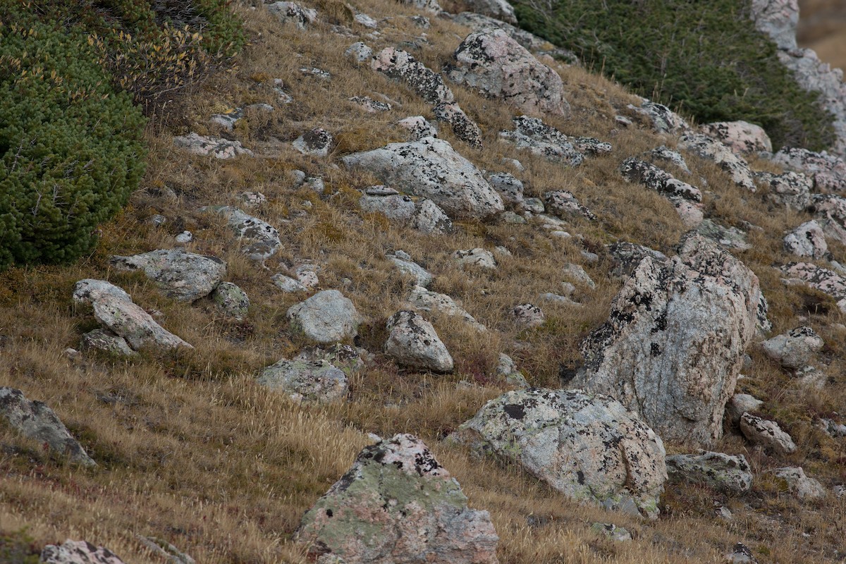White-tailed Ptarmigan - Chris Wood