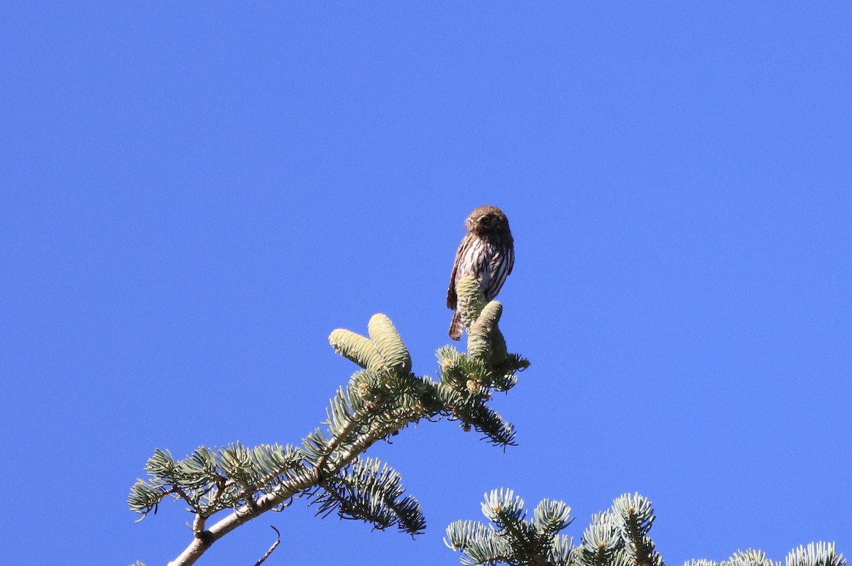 kulíšek mexický (ssp. pinicola) - ML277960331