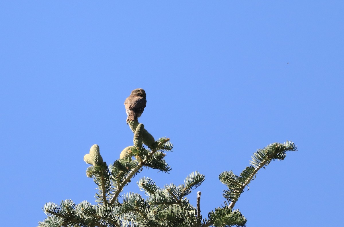 kulíšek mexický (ssp. pinicola) - ML277960411