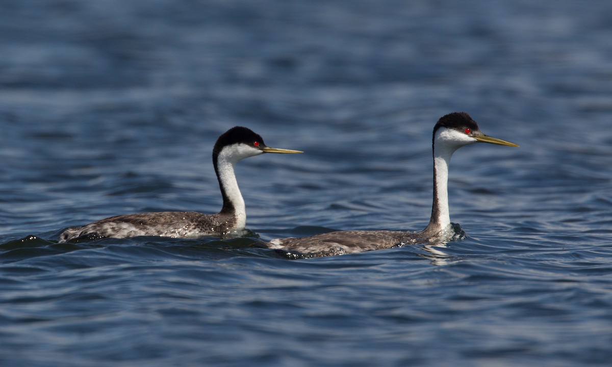 Western Grebe - ML27796121