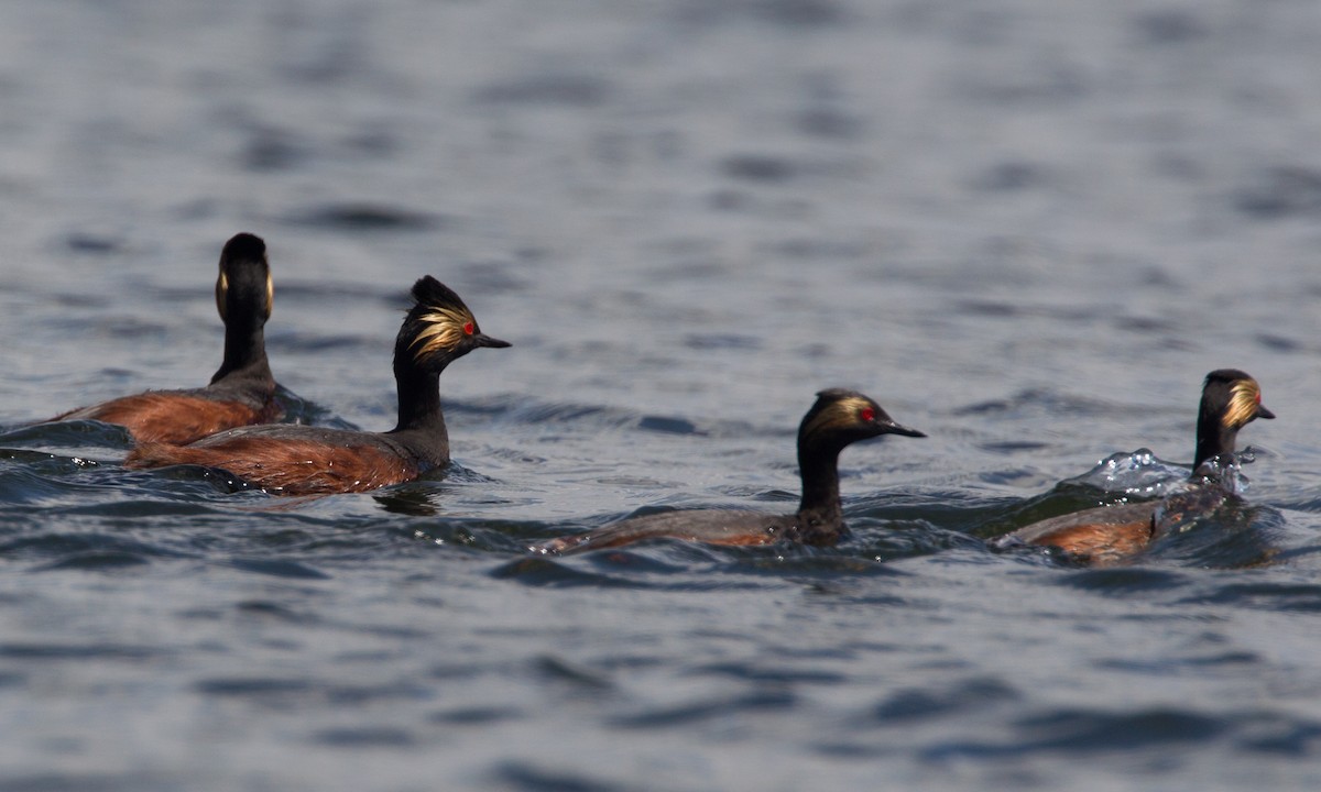 Eared Grebe - ML27796181