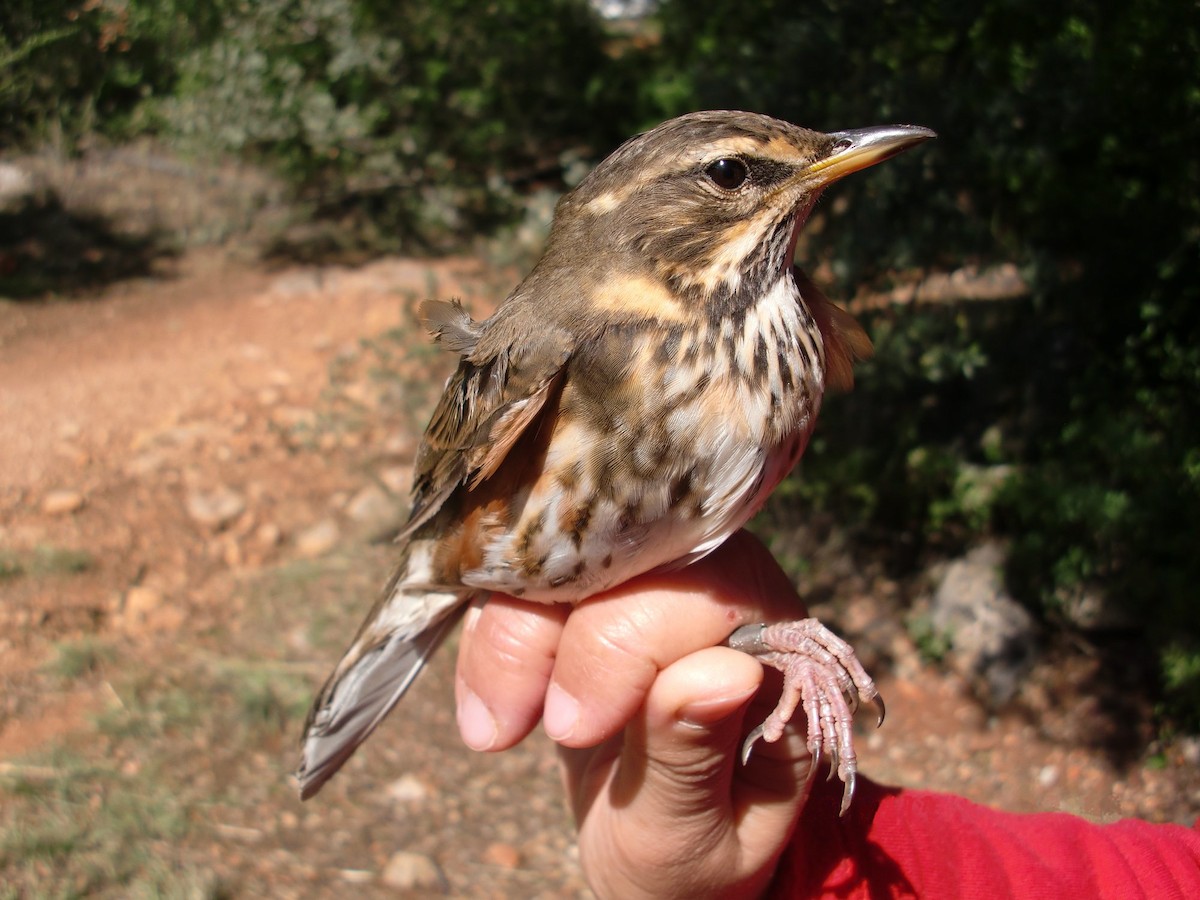 Redwing - ML277962701