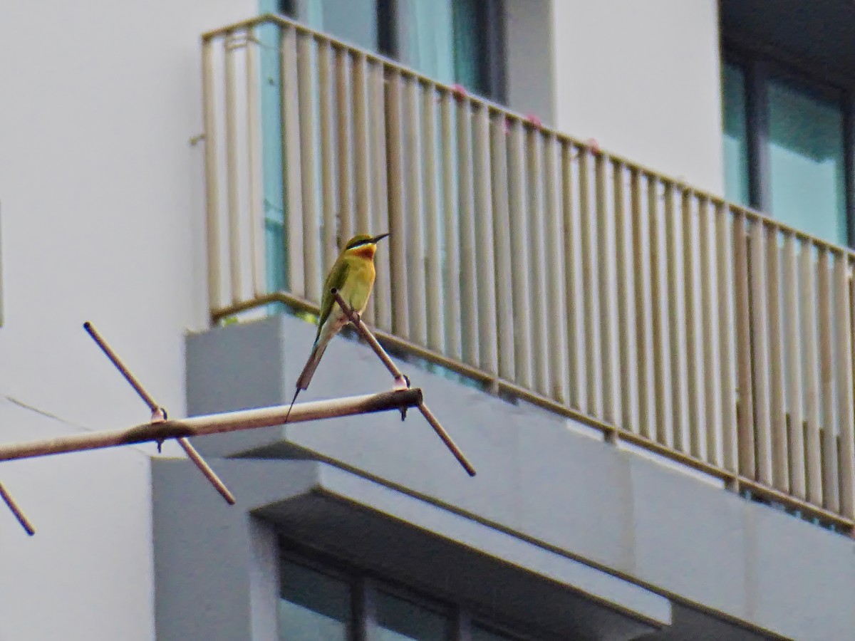 Blue-tailed Bee-eater - ML277964831