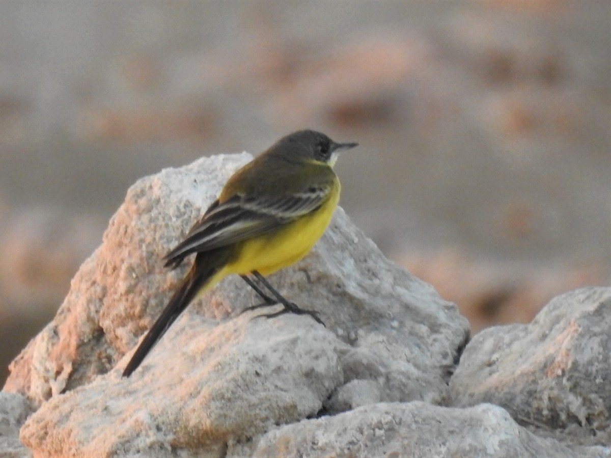 Western Yellow Wagtail (feldegg) - ML277966221