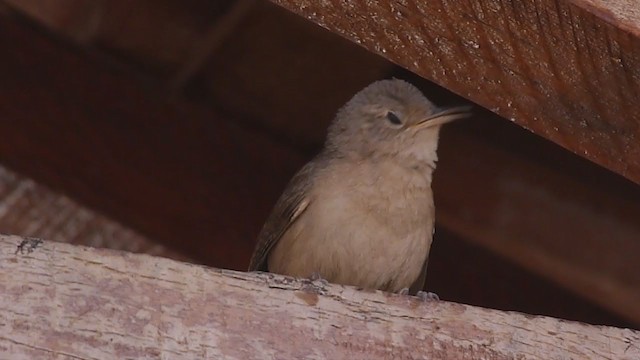 House Wren (Southern) - ML277968231