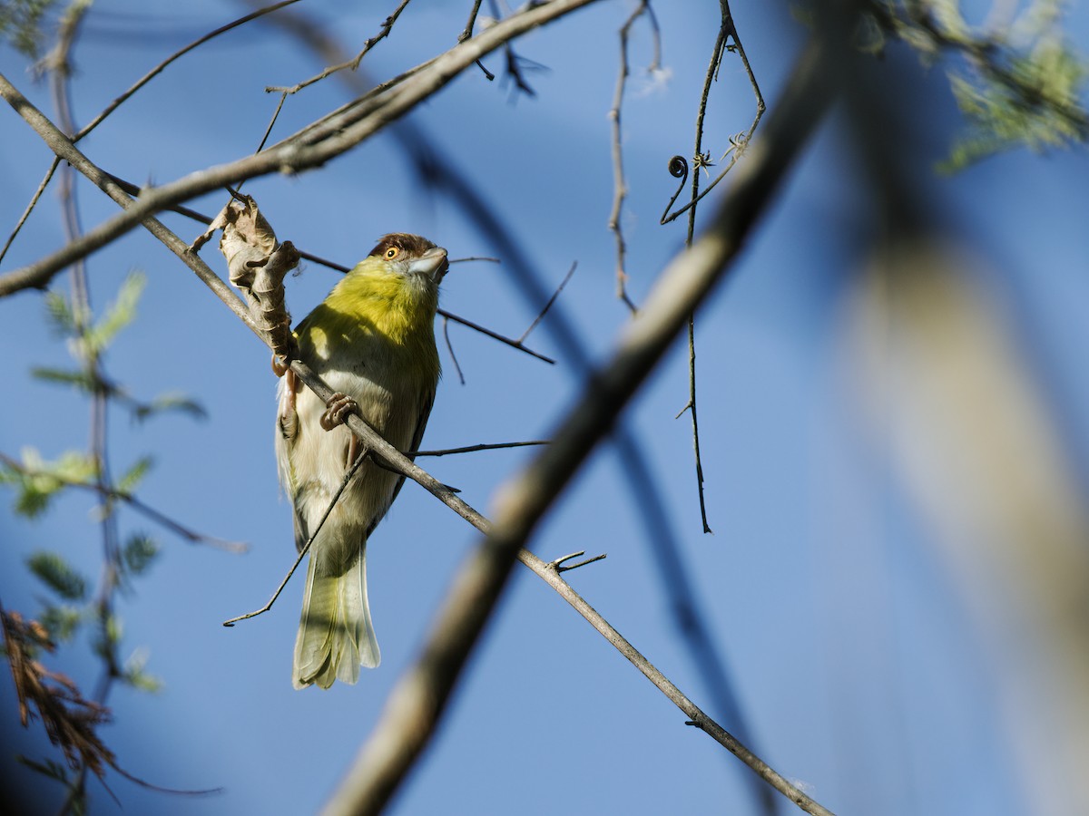 Rufous-browed Peppershrike (Yellow-backed) - Nick Athanas