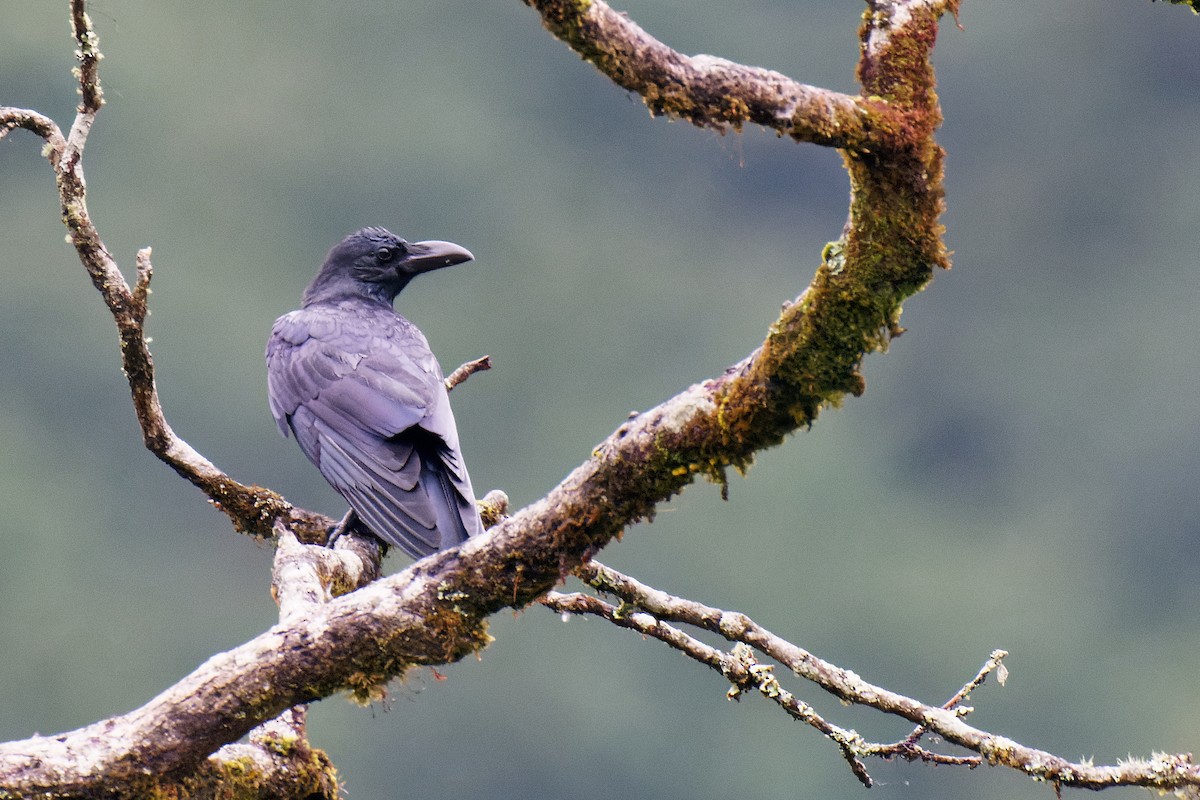 Large-billed Crow (Eastern) - ML277973471