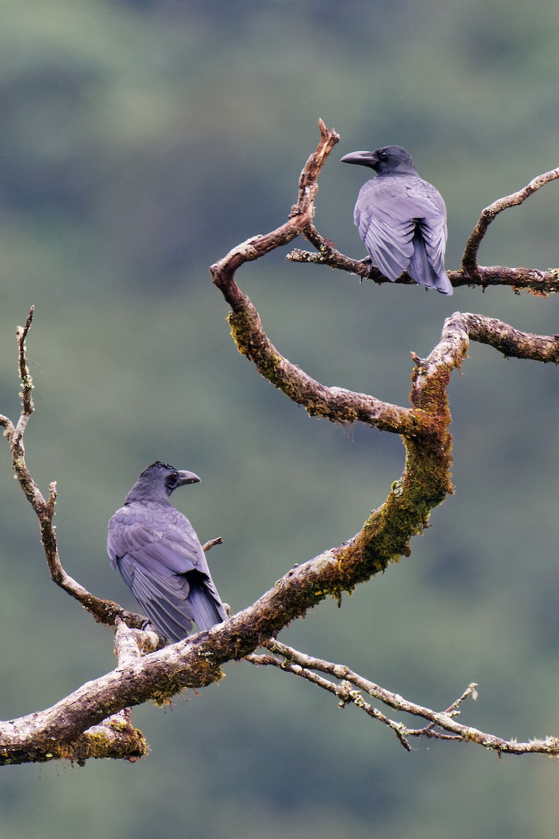 Large-billed Crow (Eastern) - ML277973501