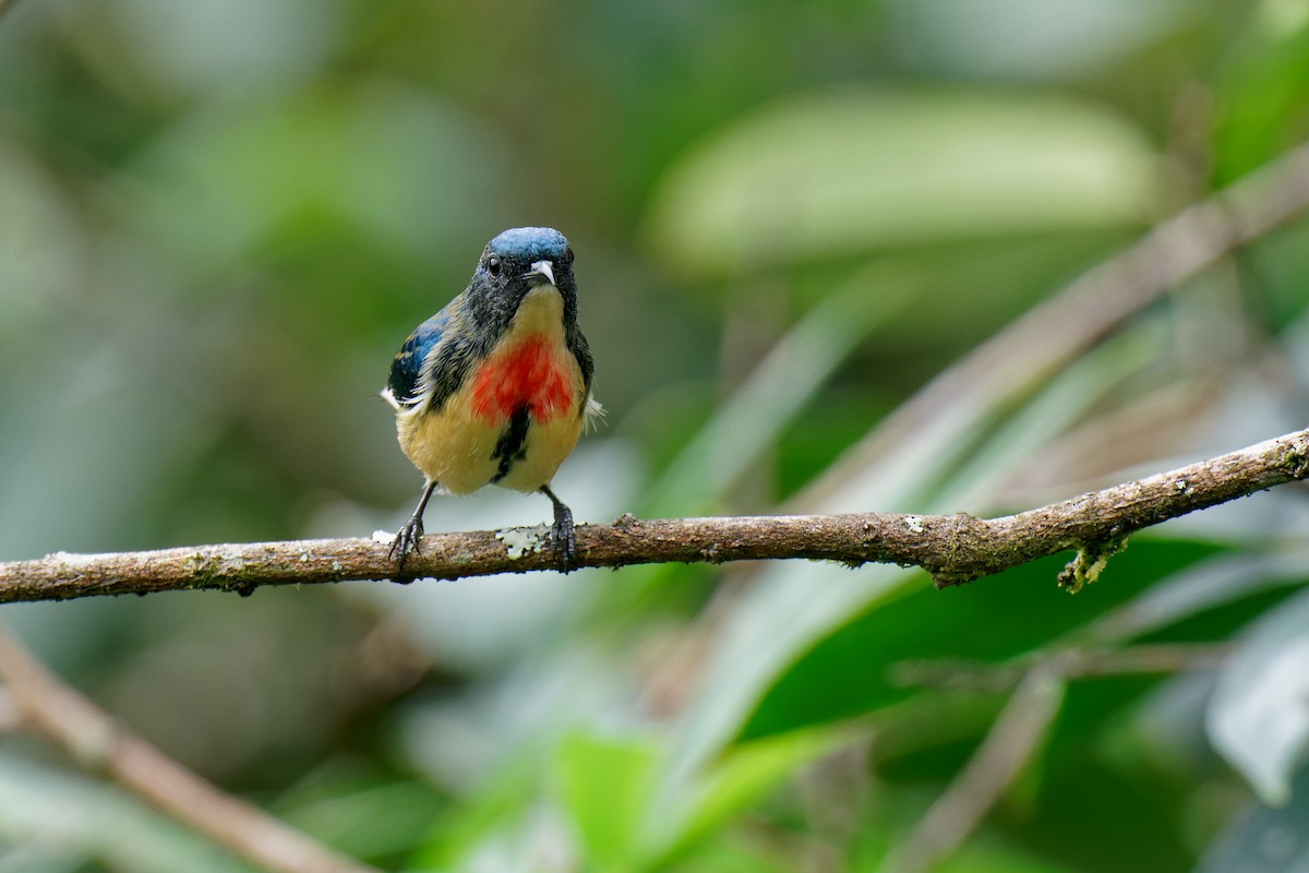 Fire-breasted Flowerpecker - ML277973611