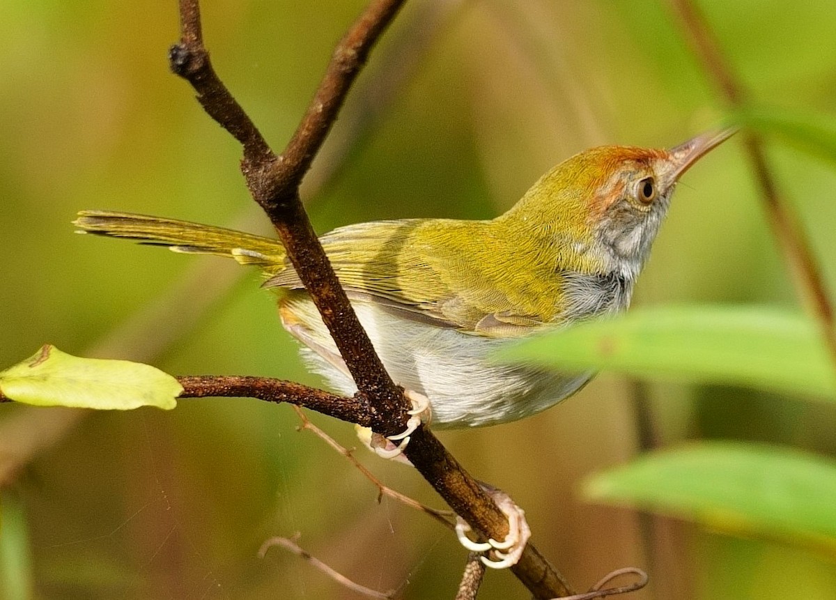 tailorbird sp. - ML277974211