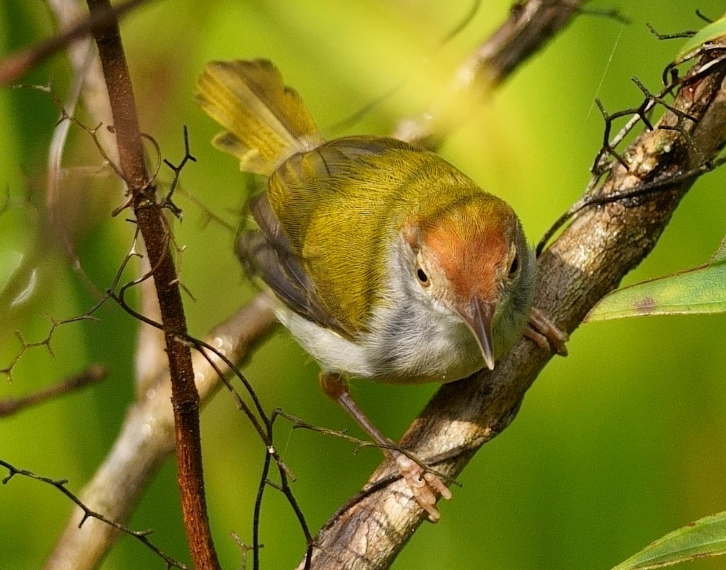 tailorbird sp. - ML277974291