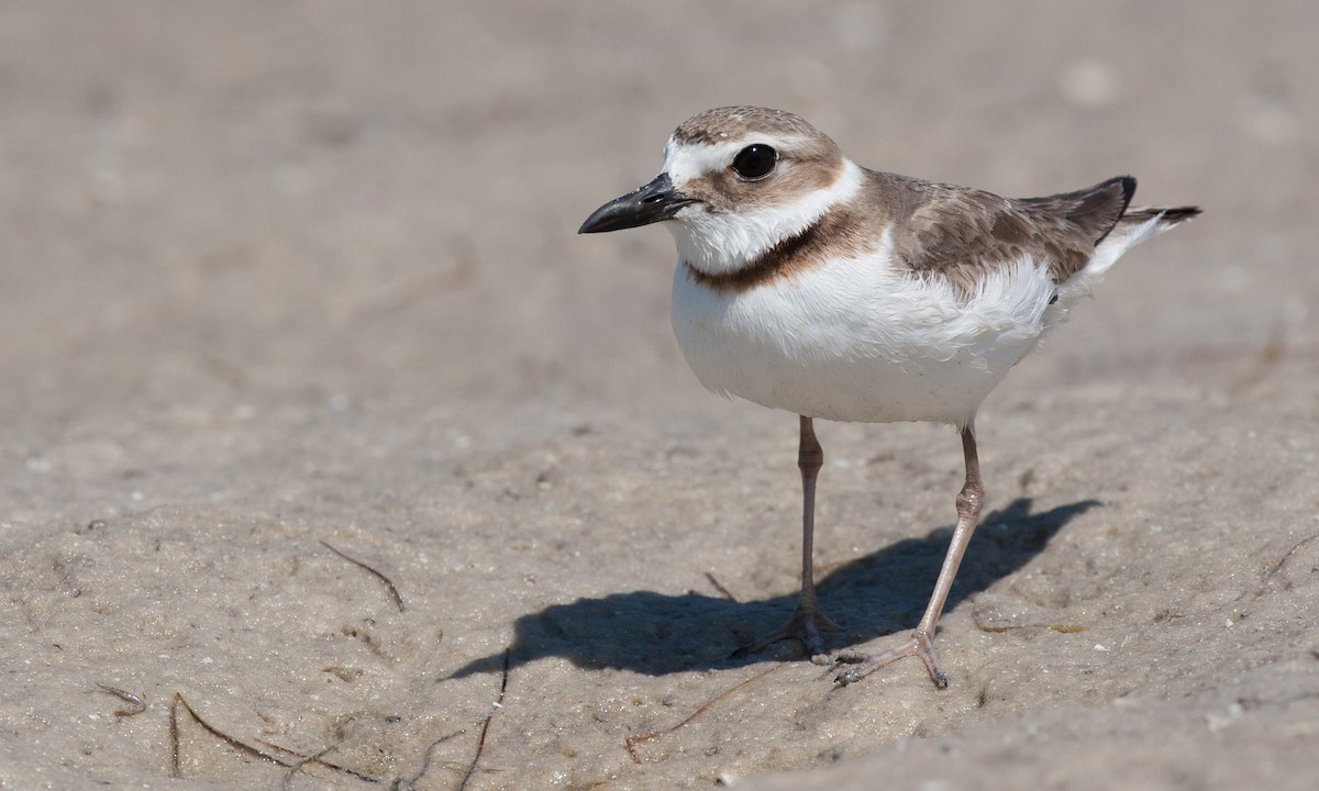 Wilson's Plover - ML27797451