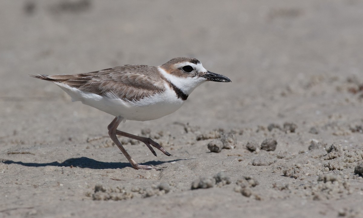 Wilson's Plover - ML27797461