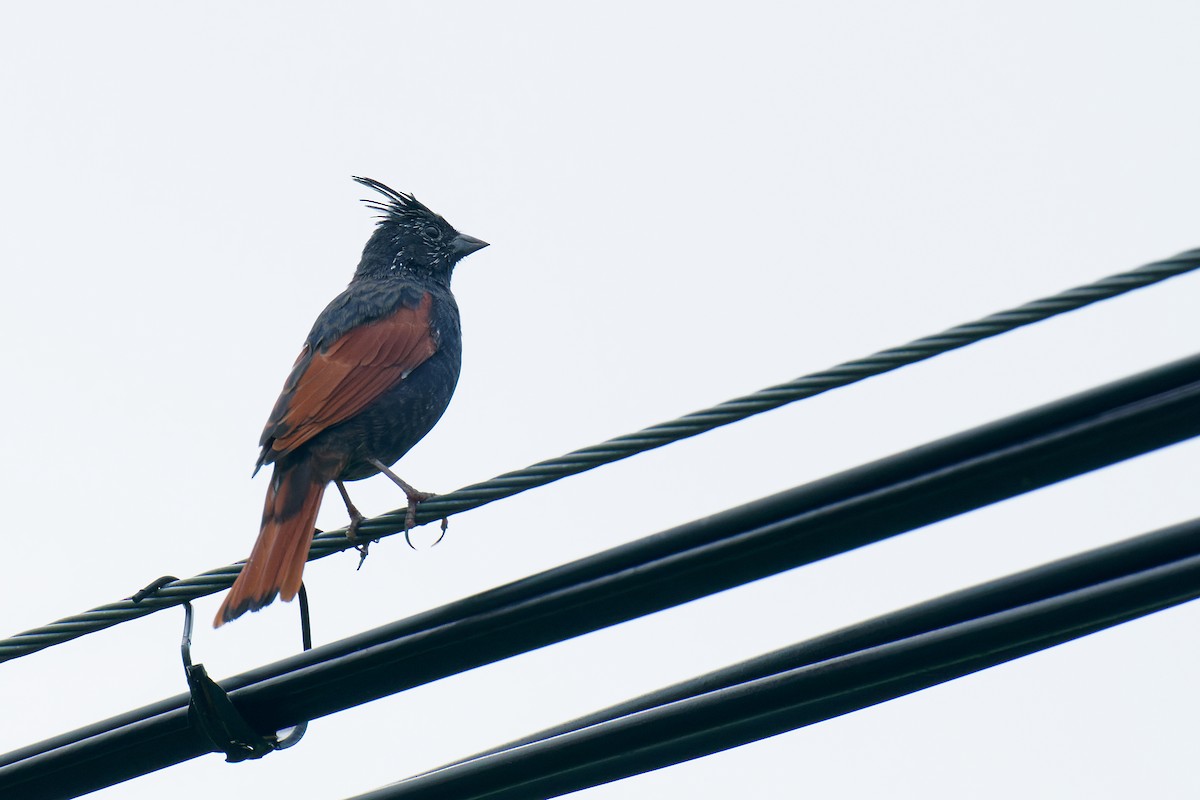 Crested Bunting - ML277975051