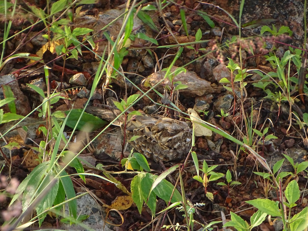 Indian Nightjar - ML277977971