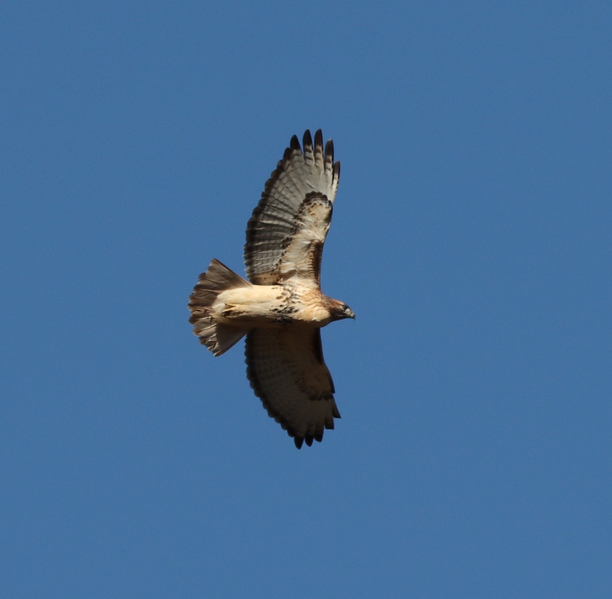 Red-tailed Hawk - ML277978081