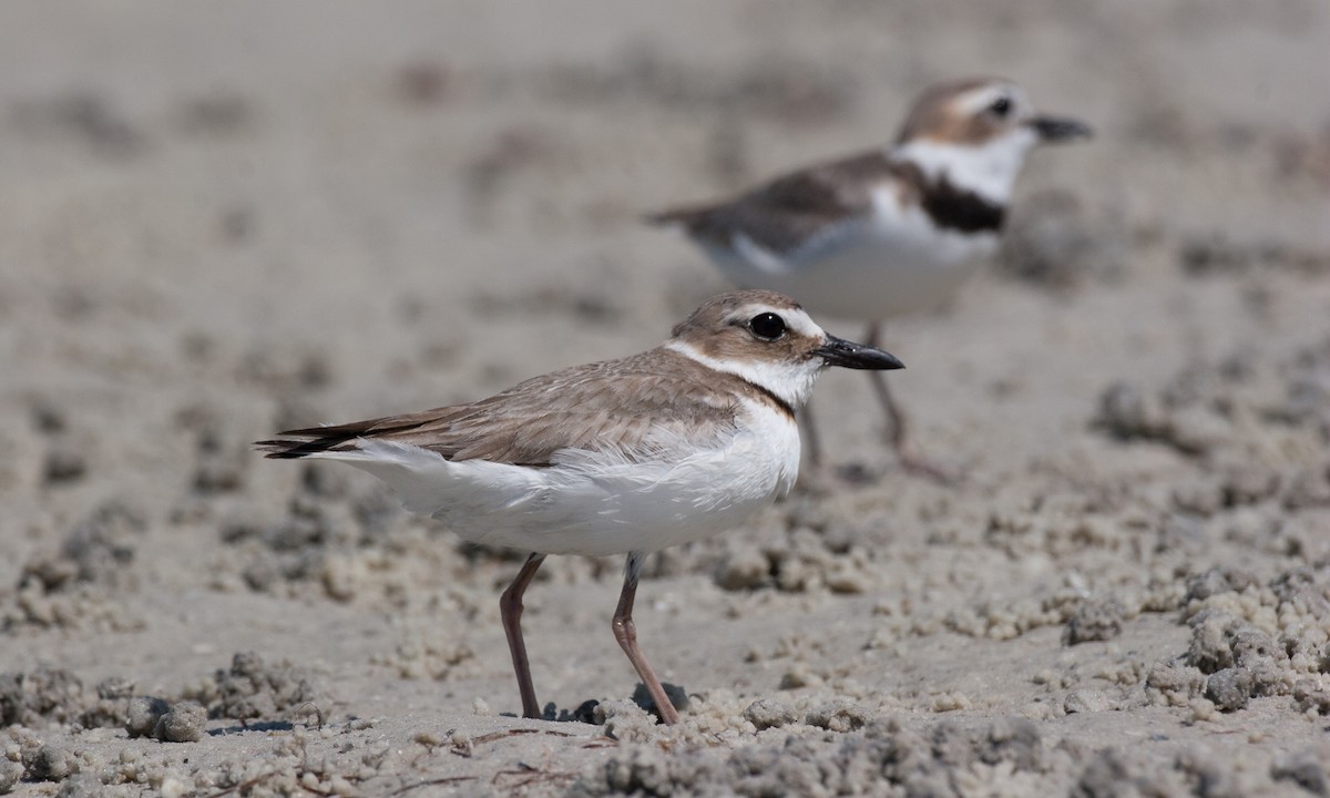 Wilson's Plover - ML27797831