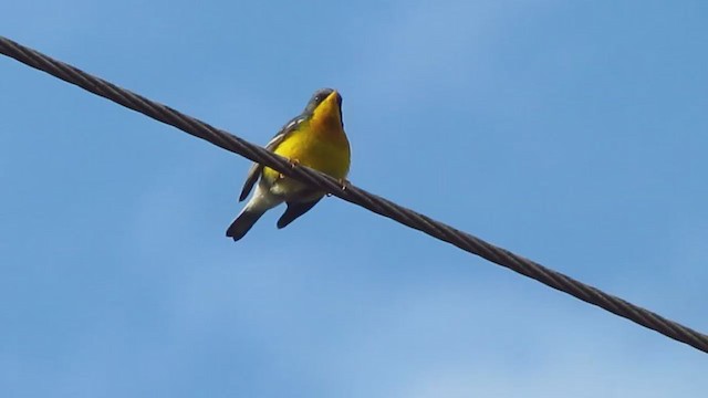 Tropical Parula (South American) - ML277978801