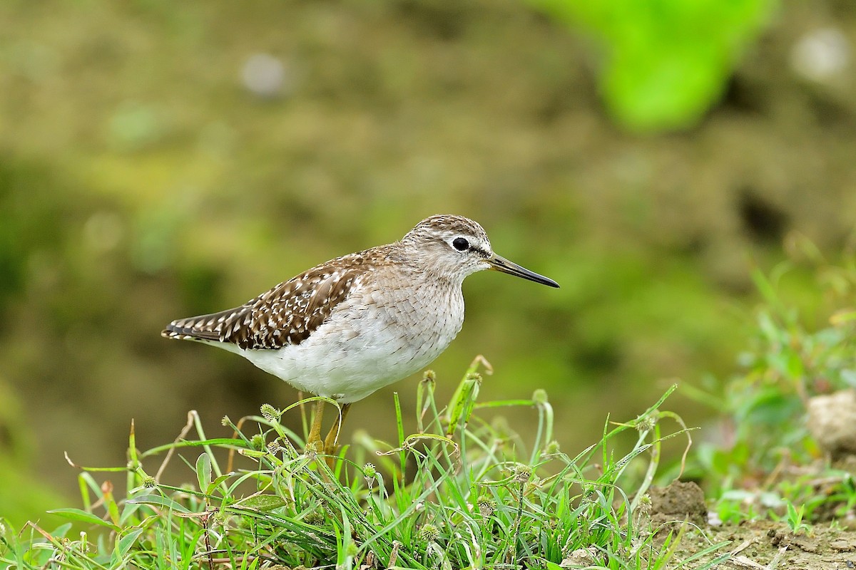 Wood Sandpiper - xiwen CHEN