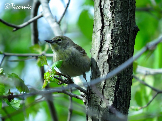 Pine Warbler - ML27797921